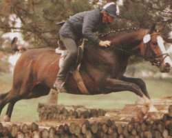 stallion Armani (Hanoverian, 1983, from Artwig)