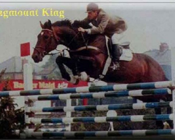 stallion Flagmount King (Irish Draft Horse, 1981, from King of Diamonds)