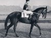 stallion Ozean xx (Thoroughbred, 1955, from Magnat xx)