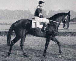 stallion Ozean xx (Thoroughbred, 1955, from Magnat xx)