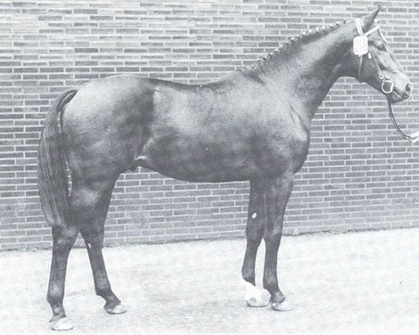 stallion Regress (Westphalian, 1972, from Remus I)