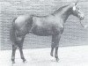 stallion Regress (Westphalian, 1972, from Remus I)