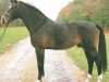 stallion Ramon Navaro 57 FIN (ex. Rapport) (Westphalian, 1978, from Regress)