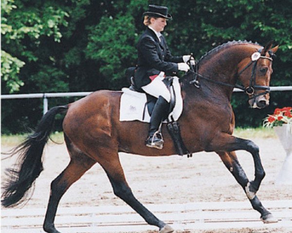 stallion Feingold (Hanoverian, 1994, from Feinbrand)