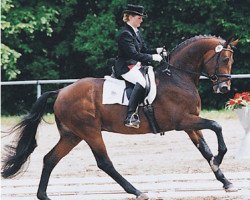 stallion Feingold (Hanoverian, 1994, from Feinbrand)