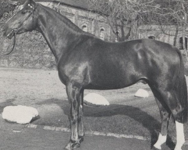 stallion Wonneberger (Hanoverian, 1984, from Wendenburg)