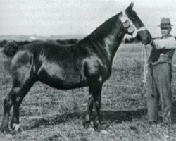 Zuchtstute Dewi Black Bess (Welsh-Cob (Sek. C), 1926, von Ceitho Welsh Comet)