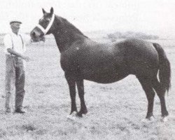 Zuchtstute Rhandir Black (Welsh-Cob (Sek. D), 1955, von Pentre Eiddwen Comet)