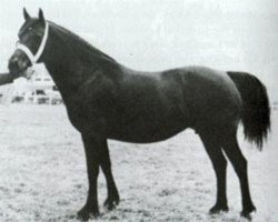 Zuchtstute Derwen Rosina (Welsh-Cob (Sek. D), 1962, von Cahn Dafydd)