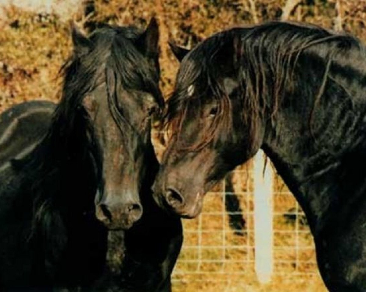 Deckhengst Derwen Rosina's Last (Welsh-Cob (Sek. D), 1970, von Nebo Black Magic)