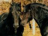 stallion Derwen Rosina's Last (Welsh-Cob (Sek. D), 1970, from Nebo Black Magic)