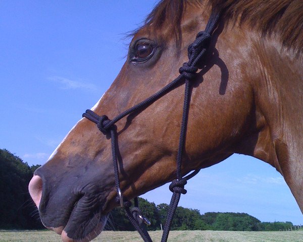 dressage horse Cosmic Dreamboy (Trakehner, 2001, from Donauwalzer)