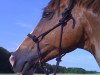 dressage horse Cosmic Dreamboy (Trakehner, 2001, from Donauwalzer)