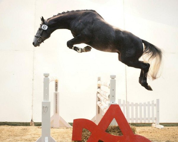 dressage horse Dagobert B (Austrian Warmblood, 2009, from Birkhofs Denario)