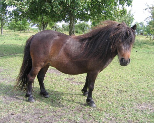 broodmare Reviera von Repgow (Shetland pony (under 87 cm), 2008, from Theseus)