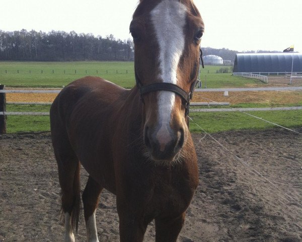 Pferd Monty (Sachse, 2002, von Drossan)