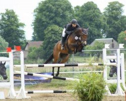 broodmare Qui Vie (Zangersheide riding horse, 2006, from Quintessence van de Laarse Heide)