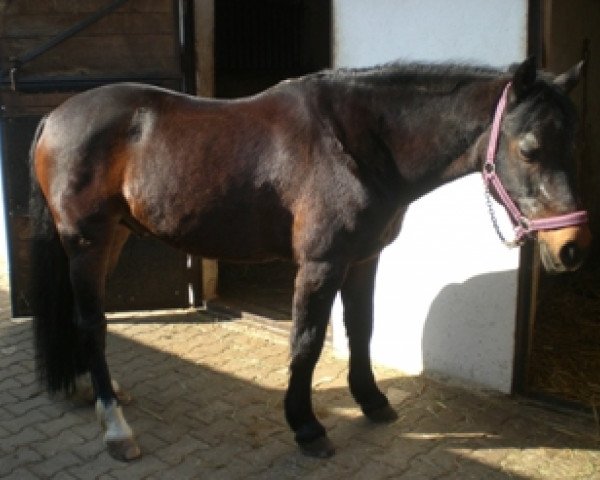 stallion Gavin (Connemara Pony, 1990, from Gonzales)