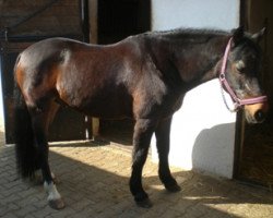 stallion Gavin (Connemara Pony, 1990, from Gonzales)