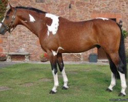 Springpferd Airborn (Irish Sport Horse, 2005, von Phanten)