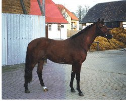 horse Tennessee (Oldenburger, 1992, from Traumdeuter)