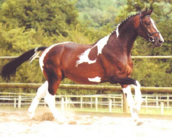 stallion Phanten (KWPN (Royal Dutch Sporthorse), 1997, from Concorde)