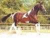 stallion Phanten (KWPN (Royal Dutch Sporthorse), 1997, from Concorde)