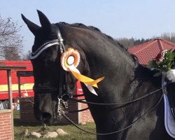 dressage horse Harmann (KWPN (Royal Dutch Sporthorse), 2012, from Southern Cross Armani)