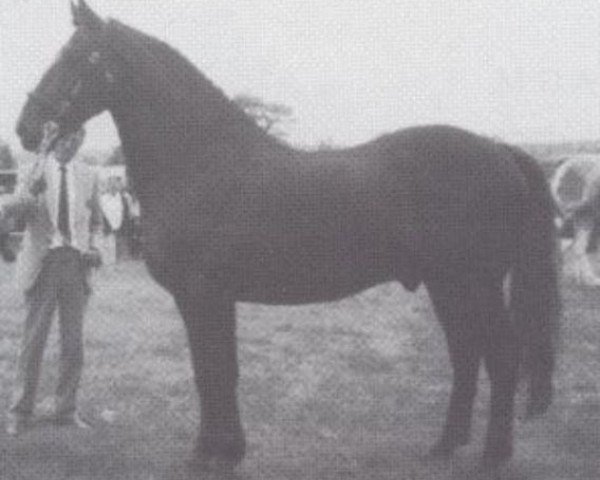 stallion Copper King (Irish Draft Horse, 1978, from King of Diamonds)