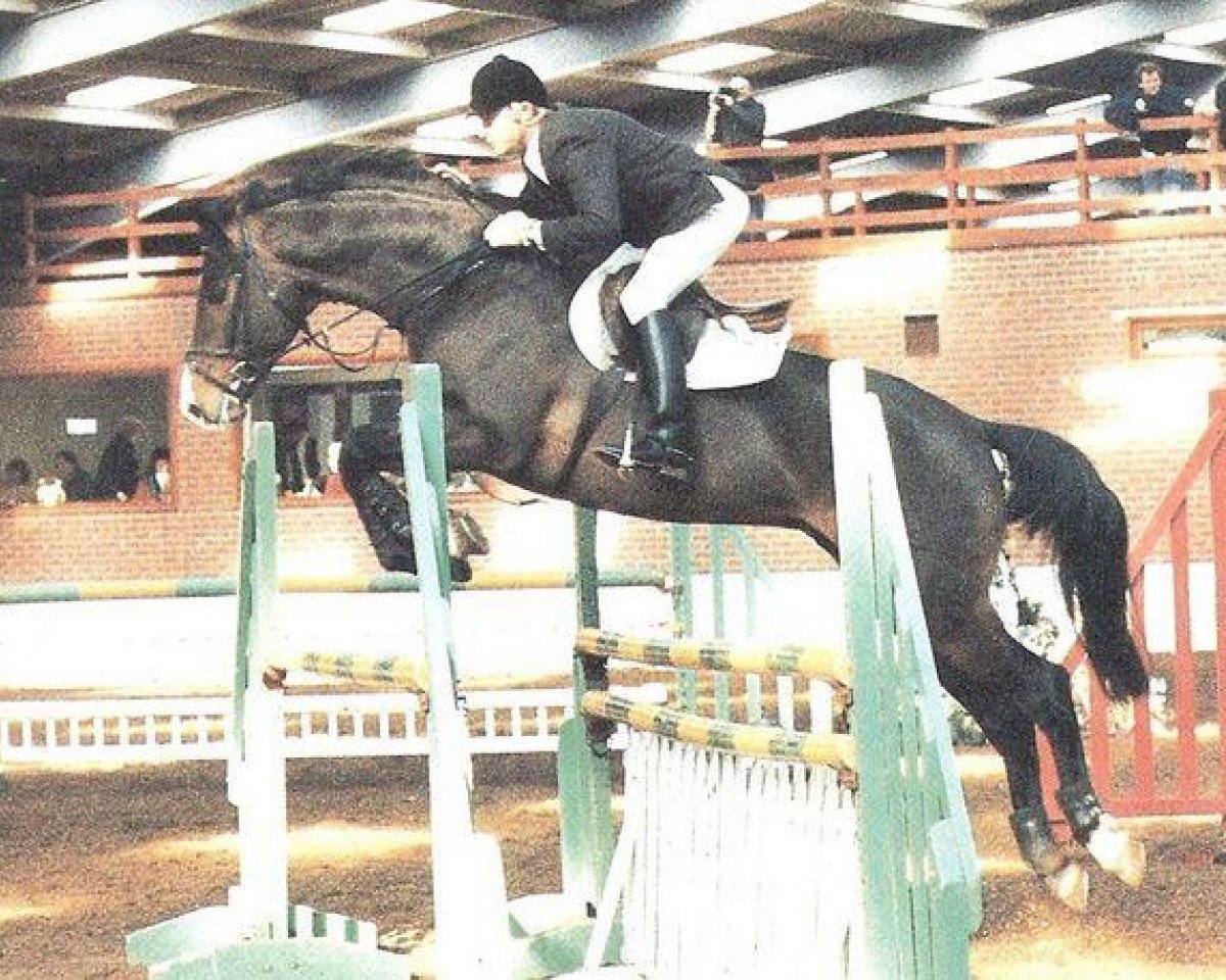 stallion Livingstone (Holsteiner, 1986, from Landgraf I)