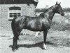 stallion Little Star ox (Arabian thoroughbred, 1961, from Comet 1953 ox)