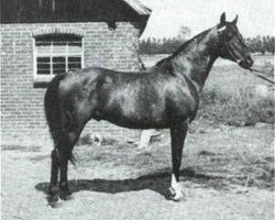 stallion Little Star ox (Arabian thoroughbred, 1961, from Comet 1953 ox)