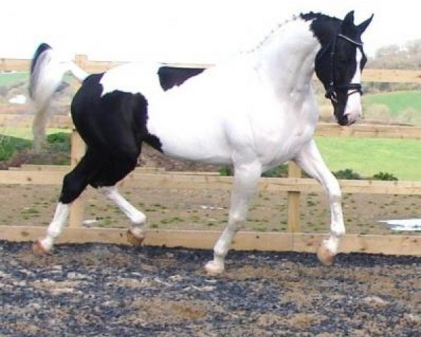 stallion Euro Teun (KWPN (Royal Dutch Sporthorse), 2000, from Samber)