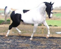 stallion Euro Teun (KWPN (Royal Dutch Sporthorse), 2000, from Samber)