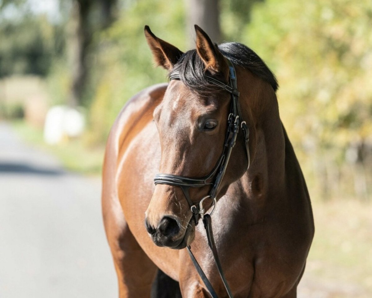 jumper Kantendra (Hanoverian, 2017, from Kannan)