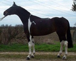 horse Donnersamsara (KWPN (Royal Dutch Sporthorse), 1993, from Donnerhall)