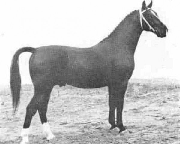 stallion Zenith (Gelderland, 1958, from Olaf van Wittenstein)