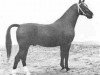 stallion Zenith (Gelderland, 1958, from Olaf van Wittenstein)