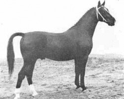 stallion Zenith (Gelderland, 1958, from Olaf van Wittenstein)