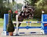 jumper Aristo the Gun (Swiss Warmblood, 2012, from Acomet)