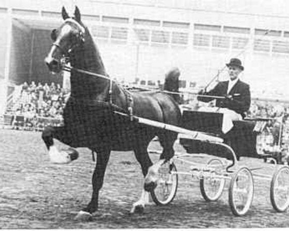 Deckhengst Dakota (Gelderländer, 1962, von Oregon)