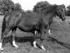 horse Veruschka (Hanoverian, 1967, from Valentino xx)