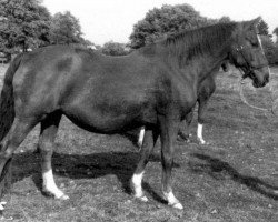 broodmare Veruschka (Hanoverian, 1967, from Valentino xx)