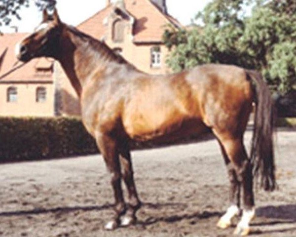 stallion Harnisch (Hanoverian, 1959, from Hassan)