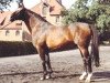 stallion Harnisch (Hanoverian, 1959, from Hassan)