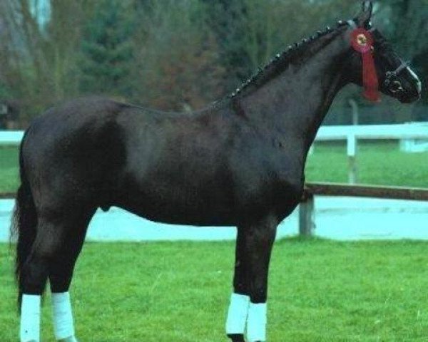 stallion Pascal (Hanoverian, 1982, from Pik Bube I)