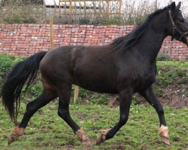 horse Ursula (anglo european sporthorse, 2007, from Udo van Padhuis)