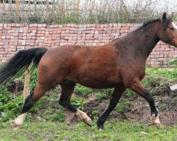 broodmare Pale Face (Hanoverian, 2003, from Pascal)