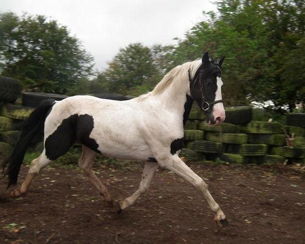 stallion Ustinov (anglo european sporthorse, 2008, from Udo van Padhuis)