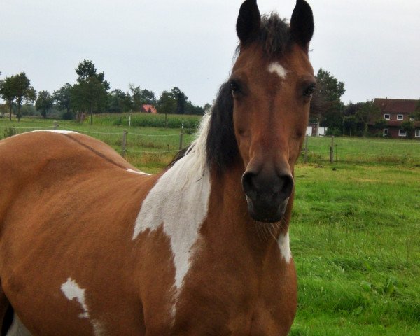 Zuchtstute Lady (Dänisches Pony, 1988, von Corrado 31)